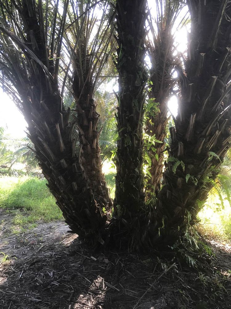 phoenix-reclinata-x-sylvestris-date-palm-hybrid-reclinata-x-sylvester
