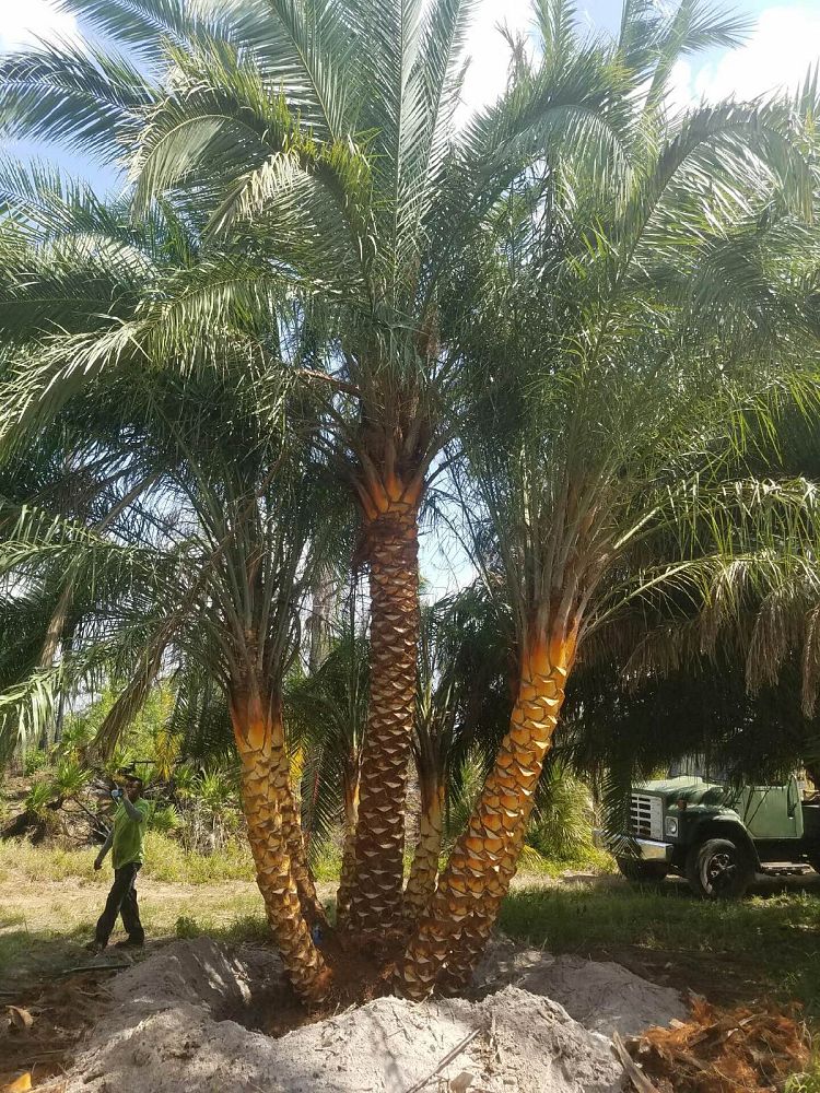 phoenix-reclinata-x-sylvestris-date-palm-hybrid-reclinata-x-sylvester