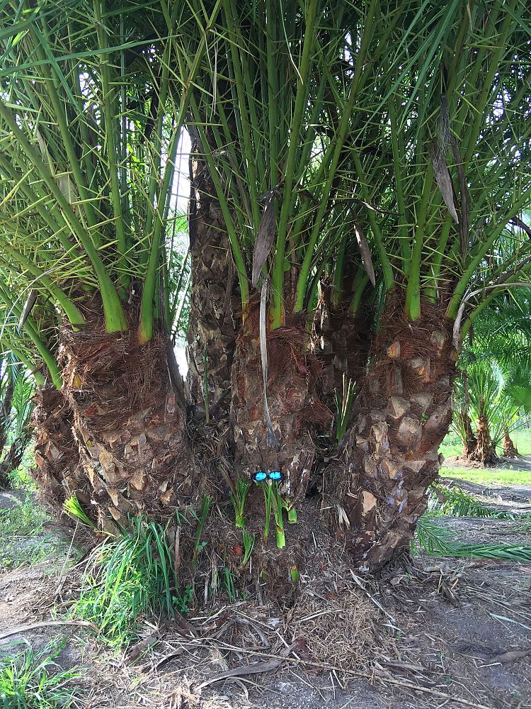 phoenix-reclinata-x-sylvestris-date-palm-hybrid-reclinata-x-sylvester