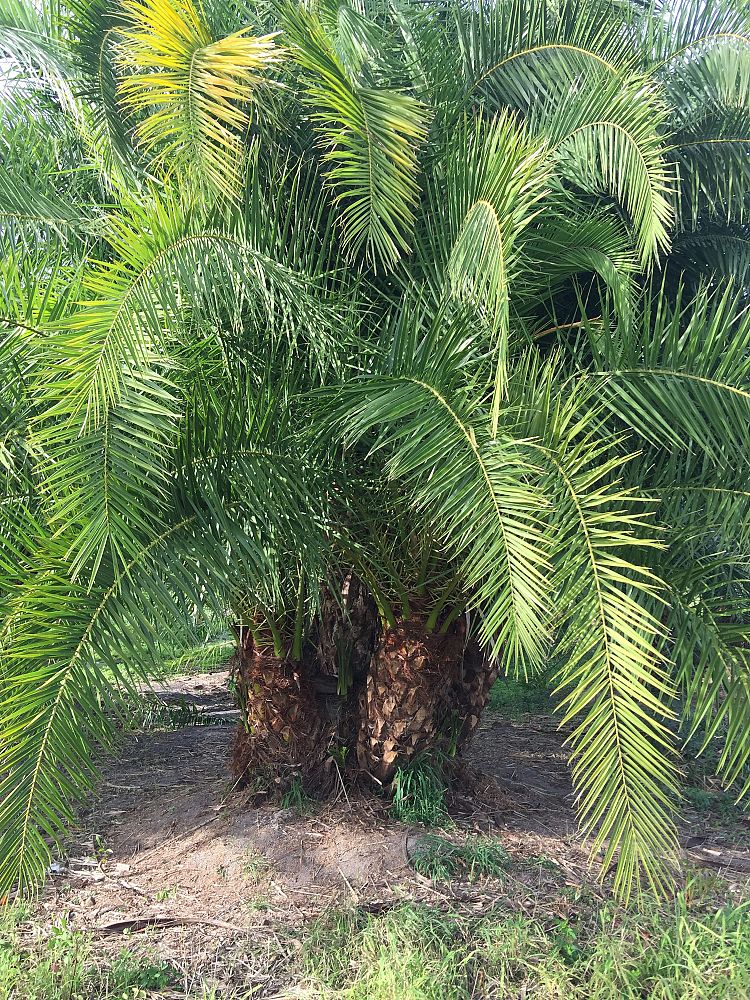 phoenix-reclinata-x-sylvestris-date-palm-hybrid-reclinata-x-sylvester