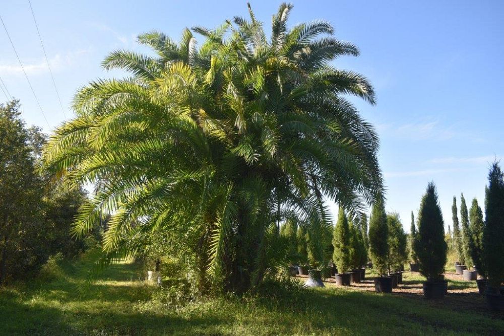 phoenix-reclinata-x-sylvestris-date-palm-hybrid-reclinata-x-sylvester