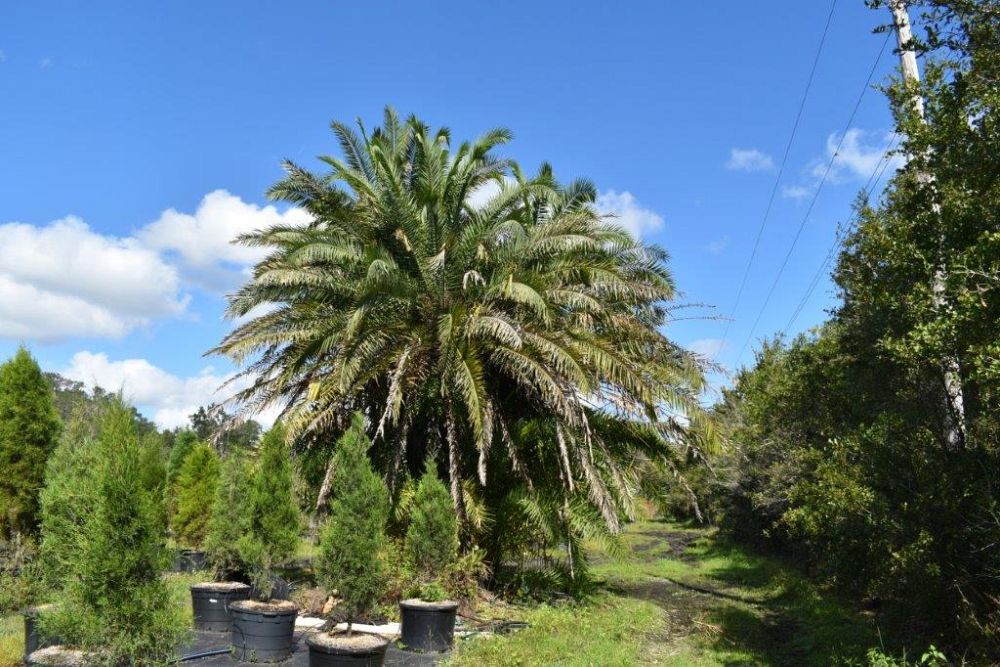 phoenix-reclinata-x-sylvestris-date-palm-hybrid-reclinata-x-sylvester