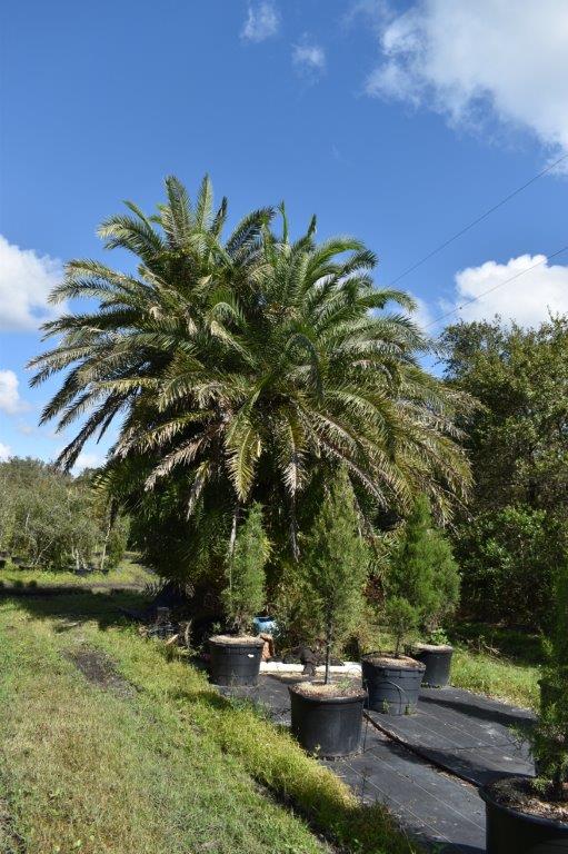 phoenix-reclinata-x-sylvestris-date-palm-hybrid-reclinata-x-sylvester
