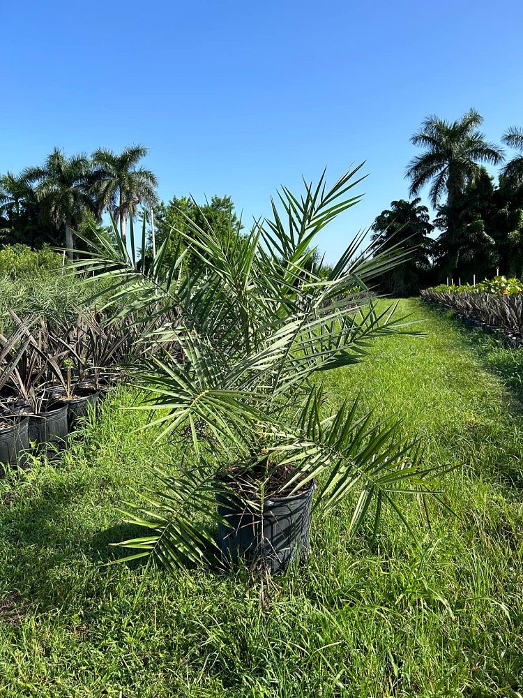 phoenix-reclinata-x-sylvestris-date-palm-hybrid-reclinata-x-sylvester
