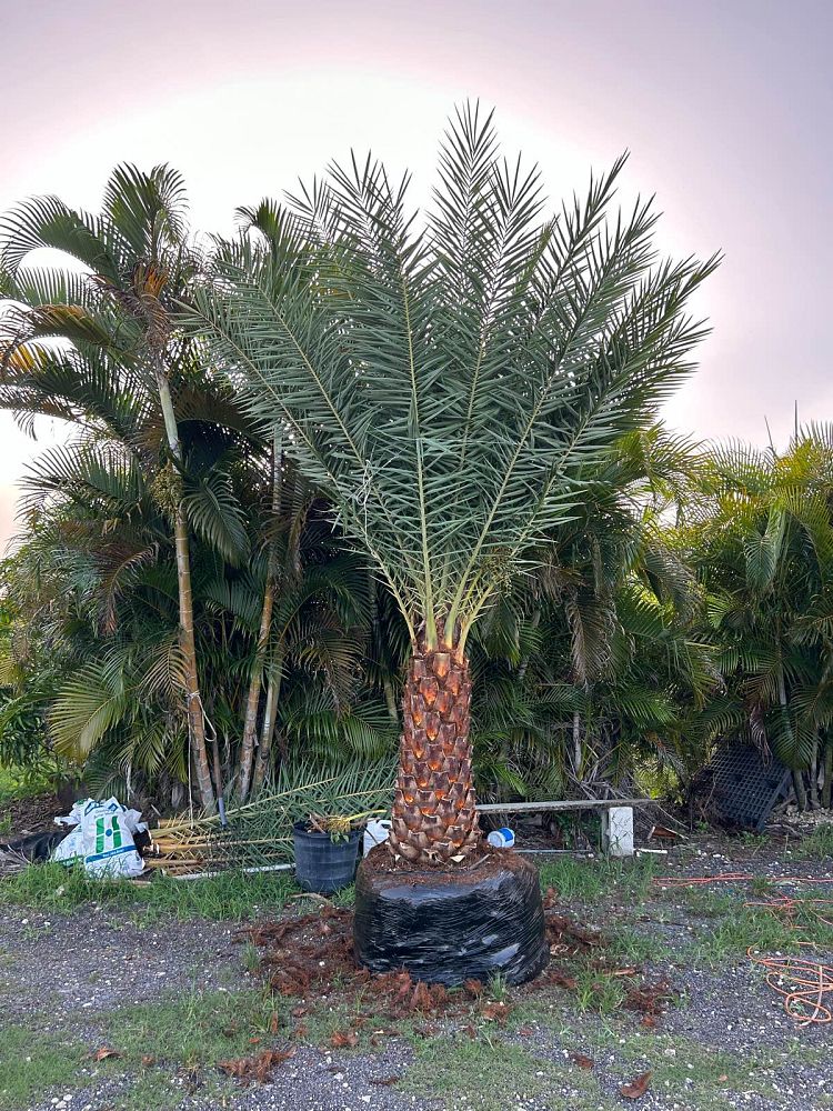 phoenix-reclinata-x-sylvestris-date-palm-hybrid-reclinata-x-sylvester