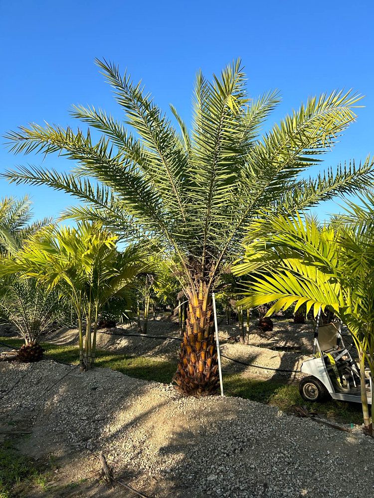 phoenix-reclinata-x-sylvestris-date-palm-hybrid-reclinata-x-sylvester