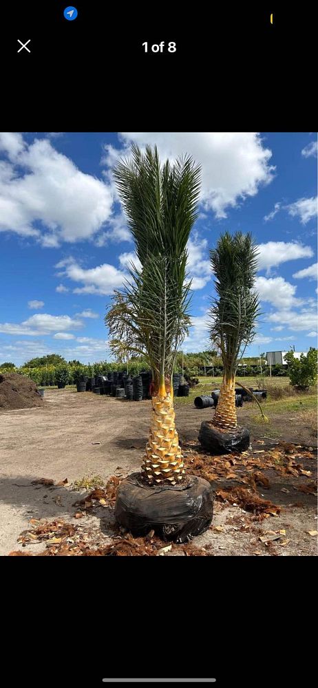 phoenix-reclinata-x-sylvestris-date-palm-hybrid-reclinata-x-sylvester