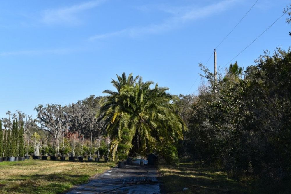 phoenix-reclinata-x-sylvestris-date-palm-hybrid-reclinata-x-sylvester