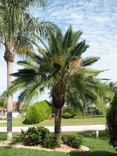 phoenix-roebelenii-hybrid-pygmy-date-palm-hybrid