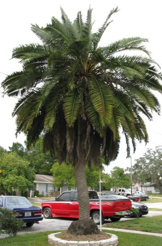 phoenix-roebelenii-hybrid-pygmy-date-palm-hybrid