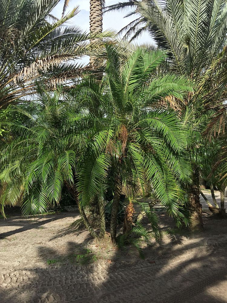 phoenix-roebelenii-hybrid-pygmy-date-palm-hybrid