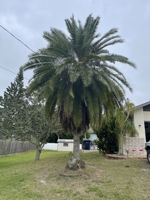 phoenix-roebelenii-hybrid-pygmy-date-palm-hybrid