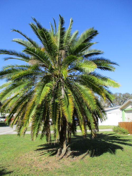 phoenix-roebelenii-hybrid-pygmy-date-palm-hybrid