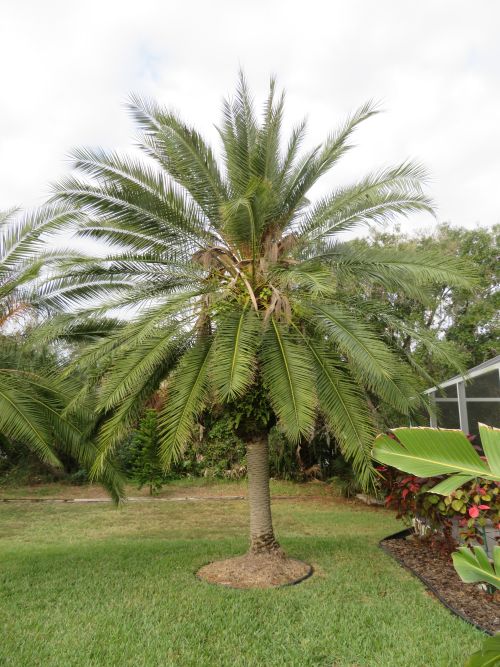 phoenix-roebelenii-hybrid-pygmy-date-palm-hybrid