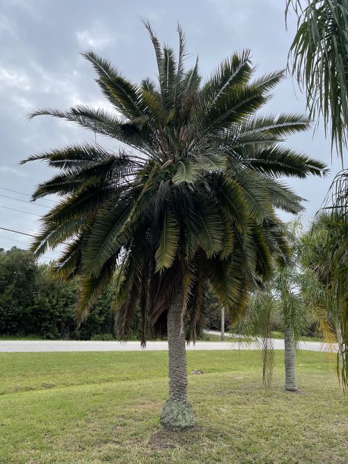 phoenix-roebelenii-hybrid-pygmy-date-palm-hybrid