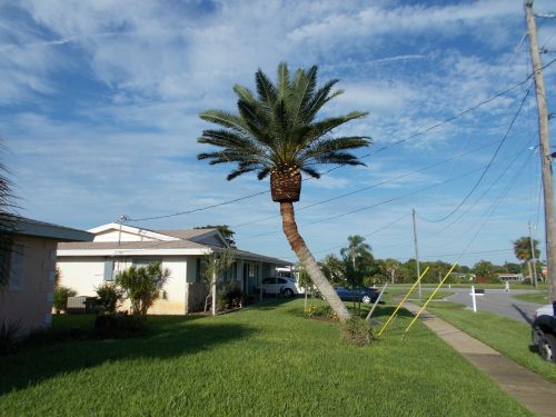 phoenix-roebelenii-hybrid-pygmy-date-palm-hybrid