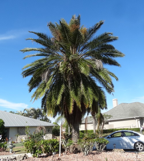 phoenix-roebelenii-hybrid-pygmy-date-palm-hybrid