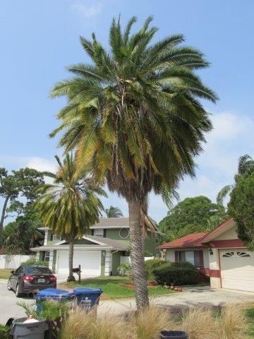 phoenix-roebelenii-hybrid-pygmy-date-palm-hybrid