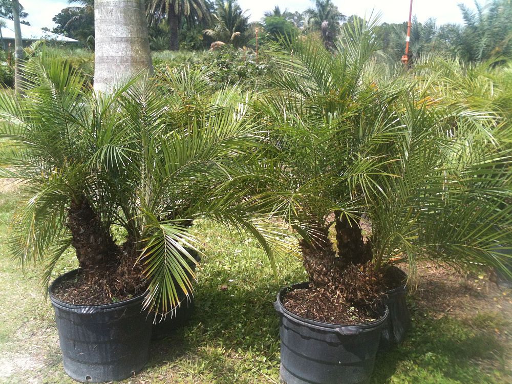 Bent Palm Tree Farm, Llc