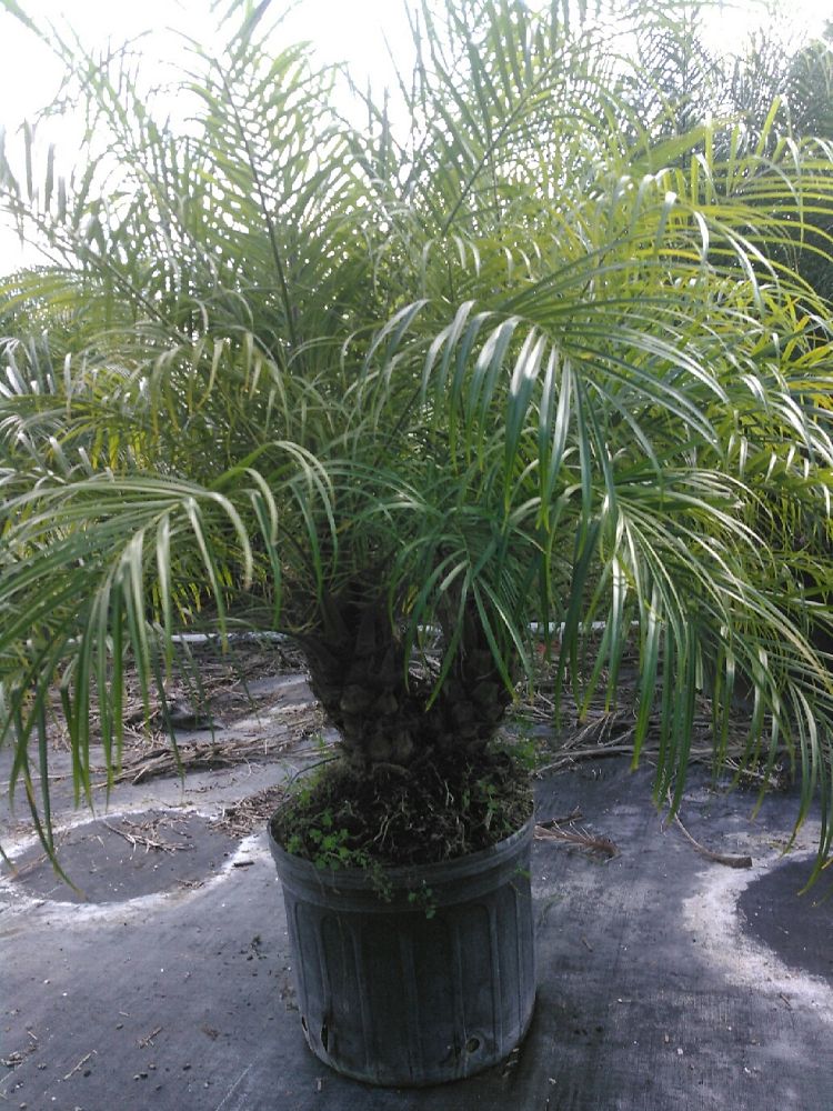 South Florida Ornamental