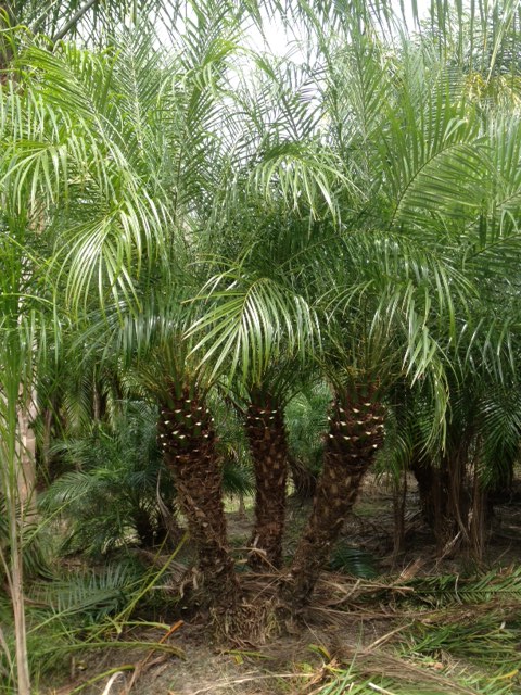 phoenix-roebelenii-pygmy-date-palm-roebelenii-palm