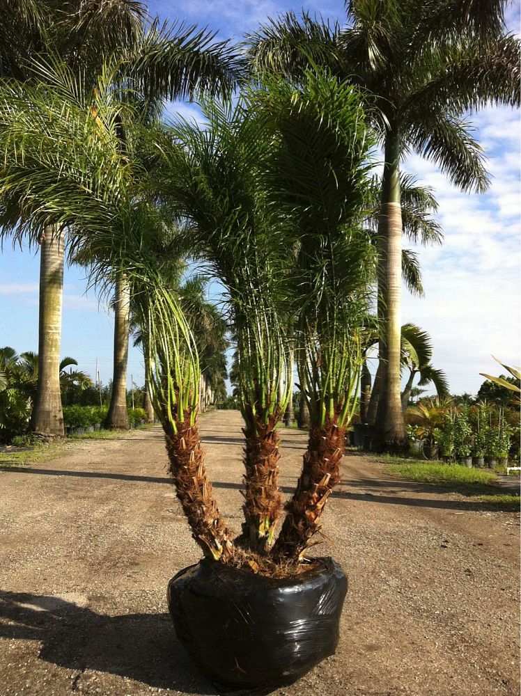 phoenix-roebelenii-pygmy-date-palm-roebelenii-palm