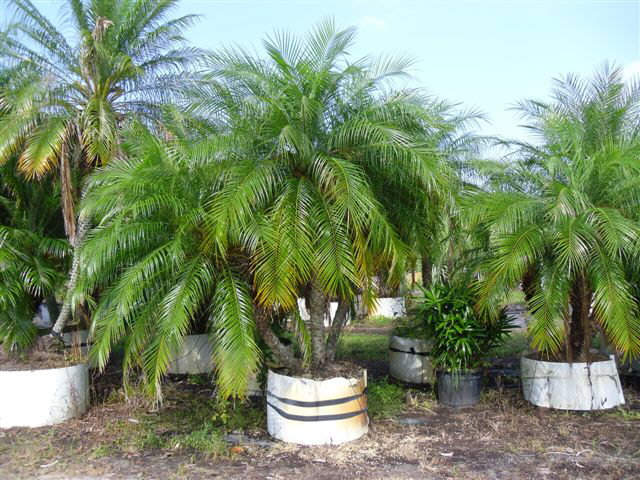 phoenix-roebelenii-pygmy-date-palm-roebelenii-palm