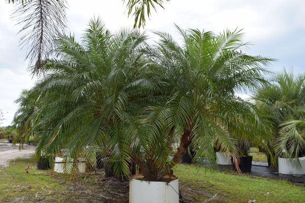 phoenix-roebelenii-pygmy-date-palm-roebelenii-palm
