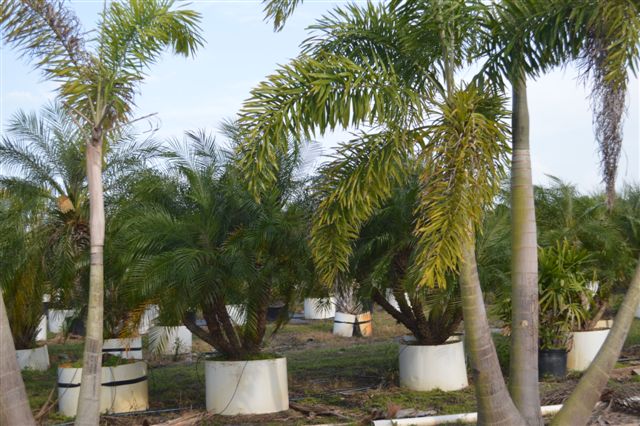 phoenix-roebelenii-pygmy-date-palm-roebelenii-palm