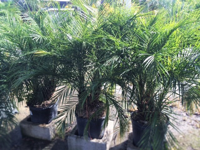 phoenix-roebelenii-pygmy-date-palm-roebelenii-palm