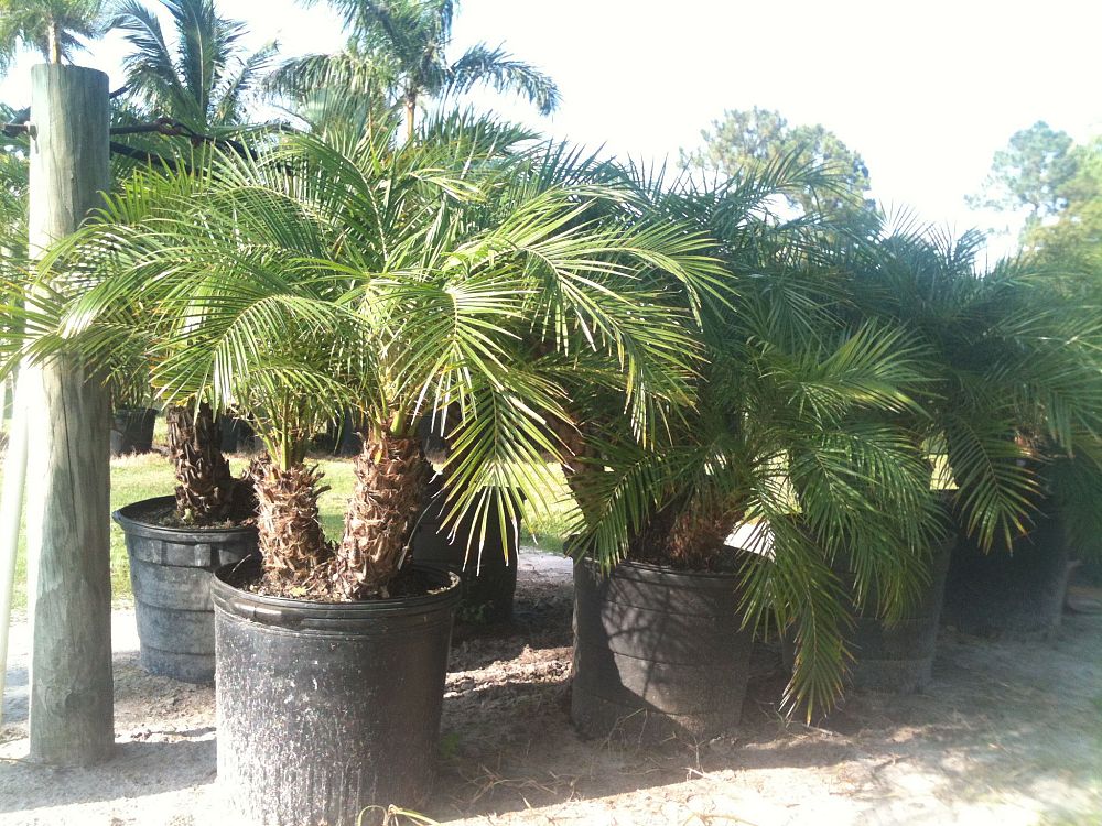 phoenix-roebelenii-pygmy-date-palm-roebelenii-palm