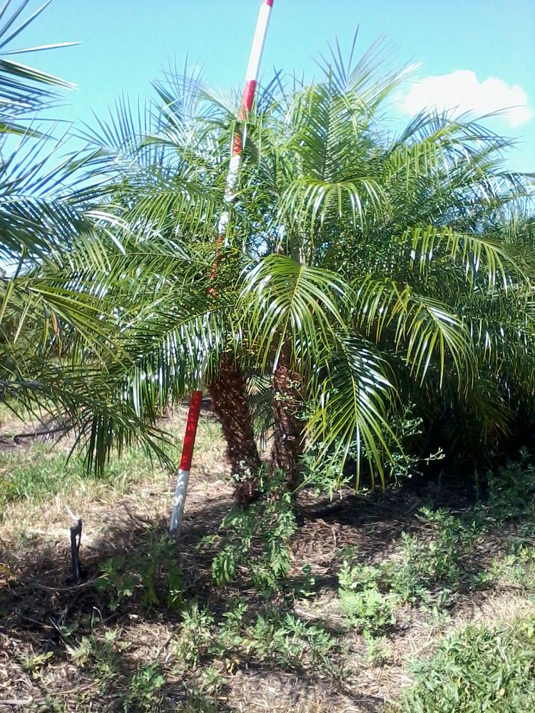 phoenix-roebelenii-pygmy-date-palm-roebelenii-palm