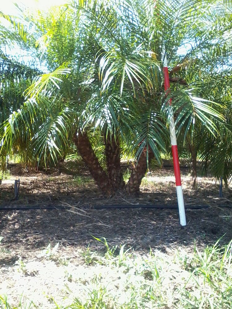 phoenix-roebelenii-pygmy-date-palm-roebelenii-palm