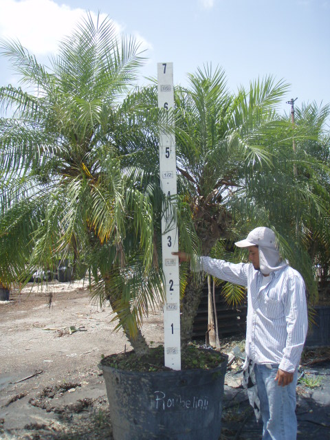 phoenix-roebelenii-pygmy-date-palm-roebelenii-palm