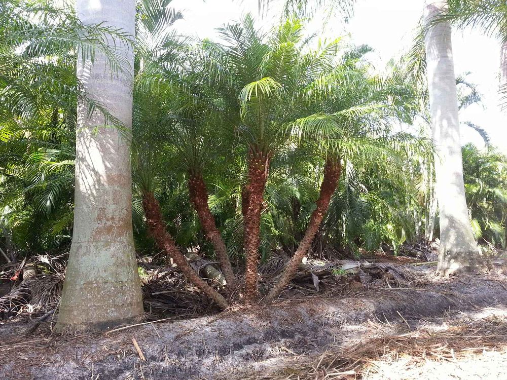 phoenix-roebelenii-pygmy-date-palm-roebelenii-palm