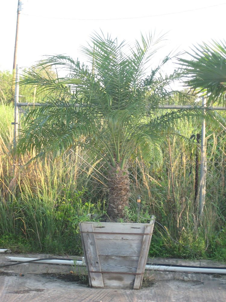 phoenix-roebelenii-pygmy-date-palm-roebelenii-palm