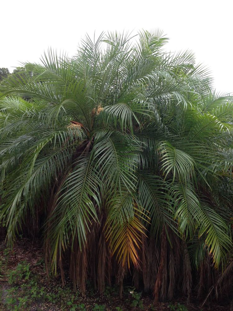 phoenix-roebelenii-pygmy-date-palm-roebelenii-palm