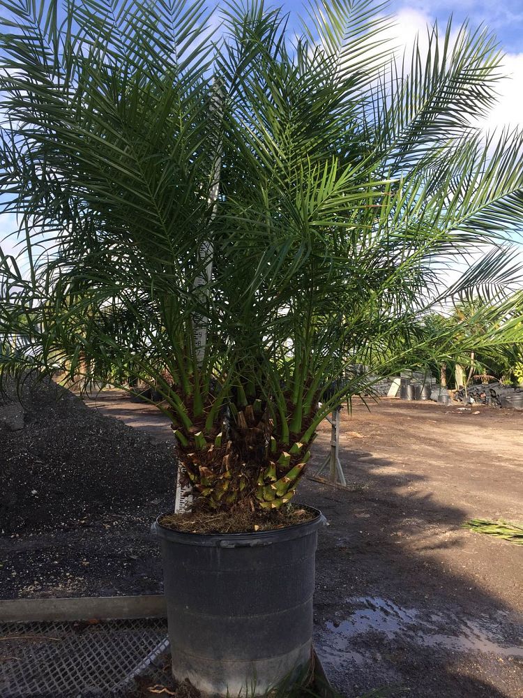 phoenix-roebelenii-pygmy-date-palm-roebelenii-palm