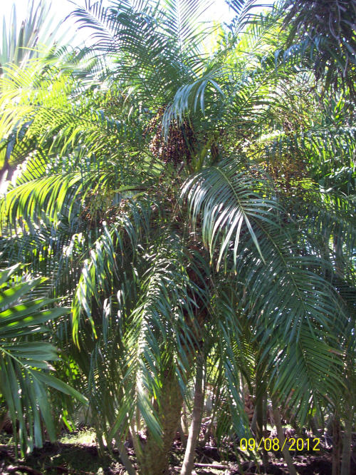 phoenix-roebelenii-pygmy-date-palm-roebelenii-palm