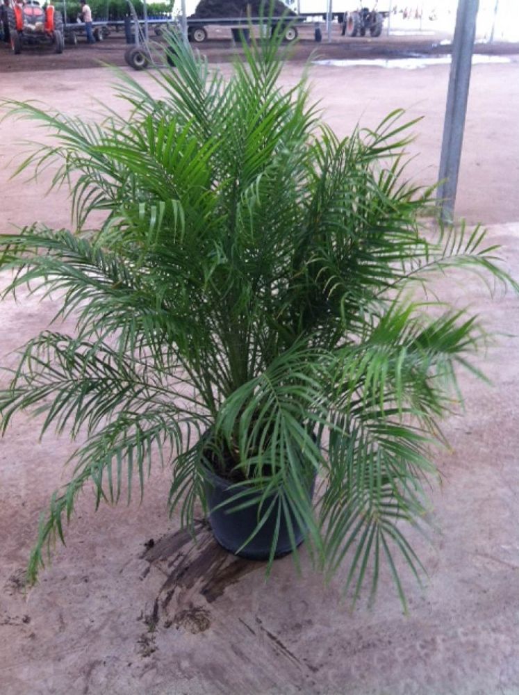 phoenix-roebelenii-pygmy-date-palm-roebelenii-palm