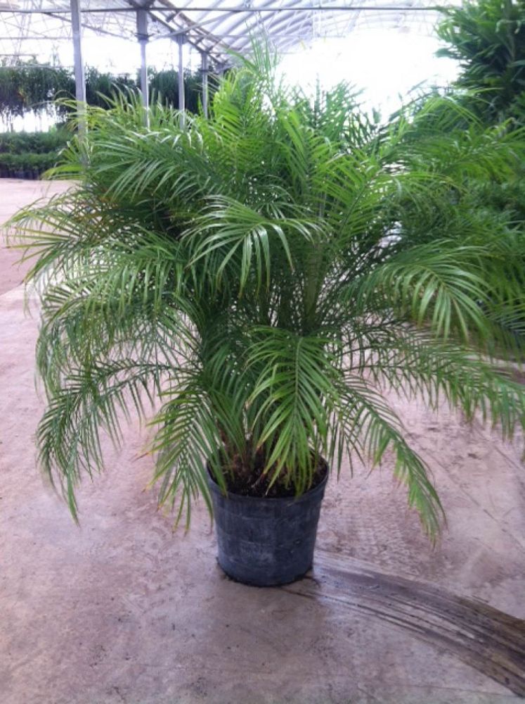 phoenix-roebelenii-pygmy-date-palm-roebelenii-palm