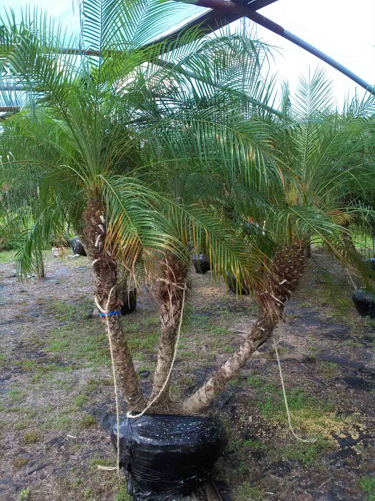 phoenix-roebelenii-pygmy-date-palm-roebelenii-palm