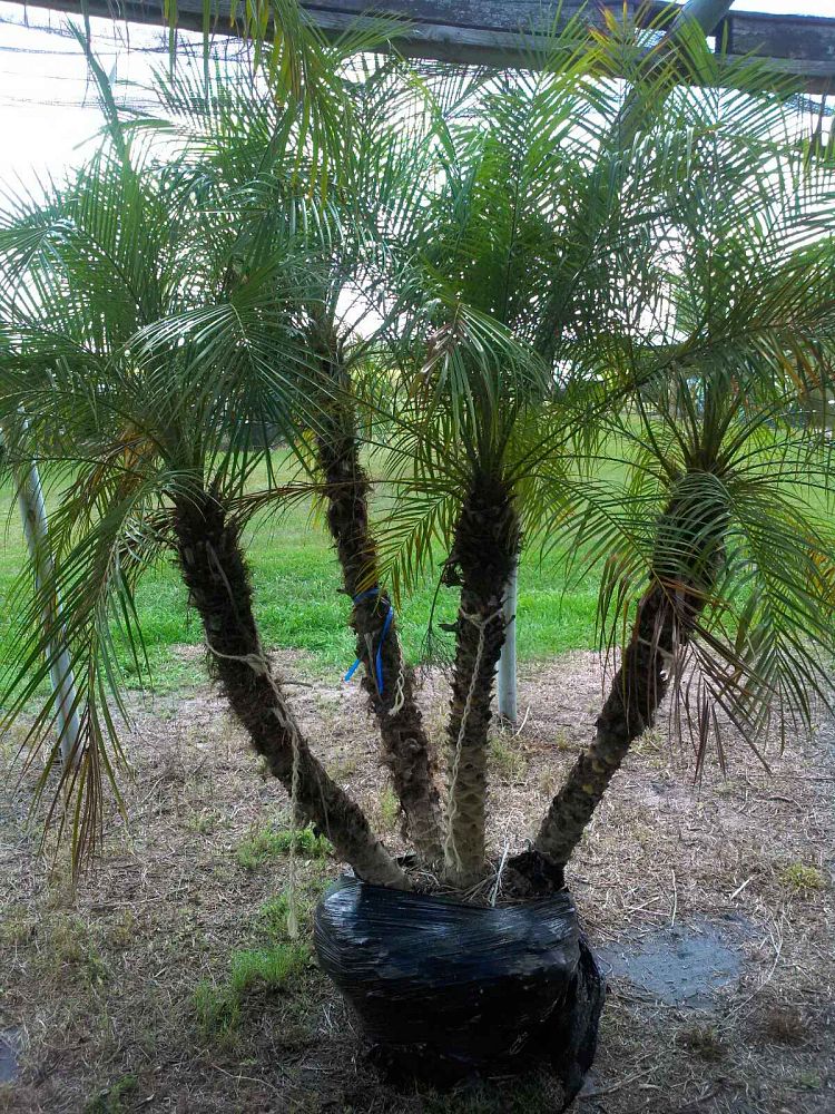phoenix-roebelenii-pygmy-date-palm-roebelenii-palm