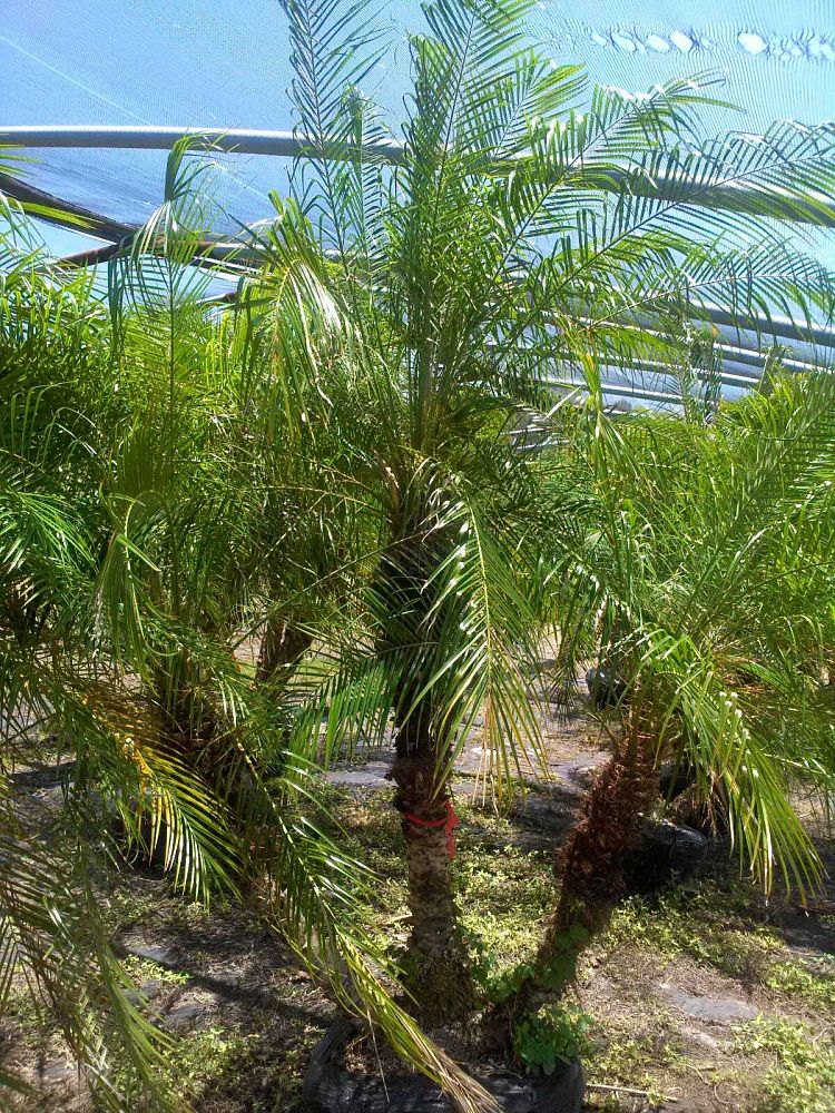 phoenix-roebelenii-pygmy-date-palm-roebelenii-palm