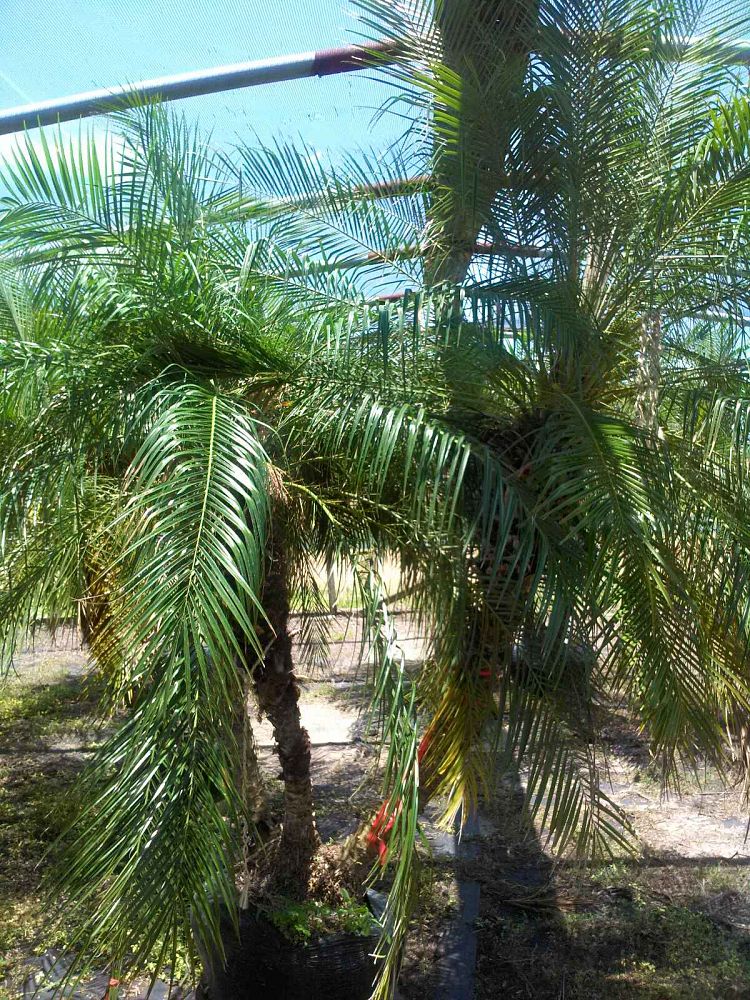 phoenix-roebelenii-pygmy-date-palm-roebelenii-palm