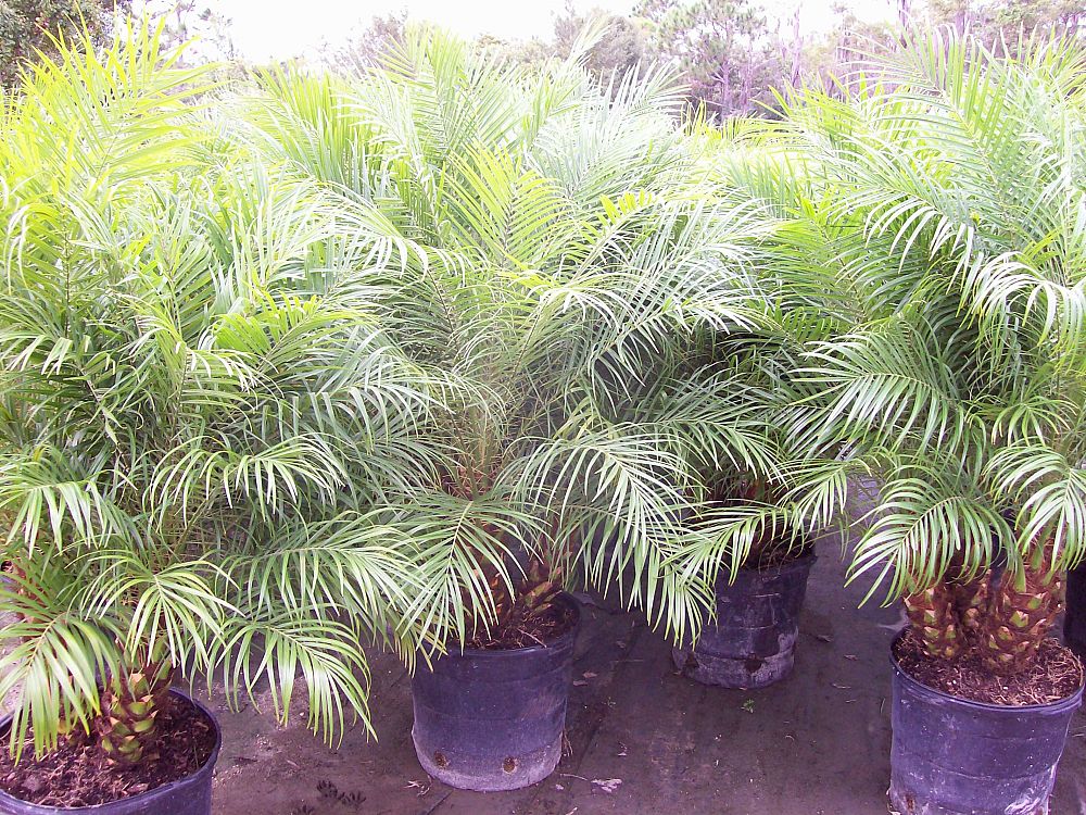 phoenix-roebelenii-pygmy-date-palm-roebelenii-palm