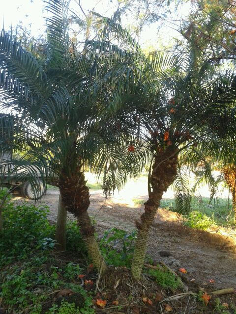 phoenix-roebelenii-pygmy-date-palm-roebelenii-palm