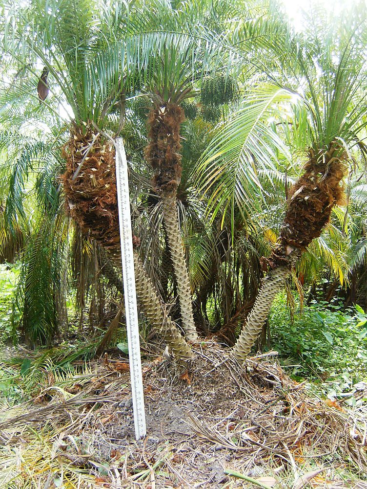 phoenix-roebelenii-pygmy-date-palm-roebelenii-palm