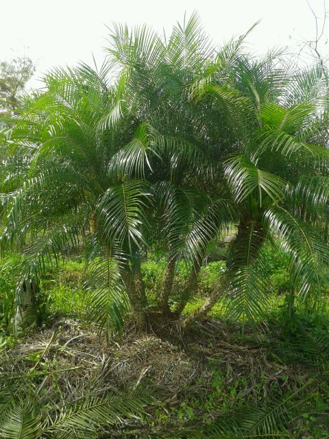 phoenix-roebelenii-pygmy-date-palm-roebelenii-palm