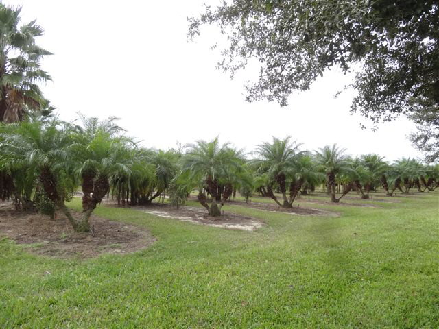 phoenix-roebelenii-pygmy-date-palm-roebelenii-palm